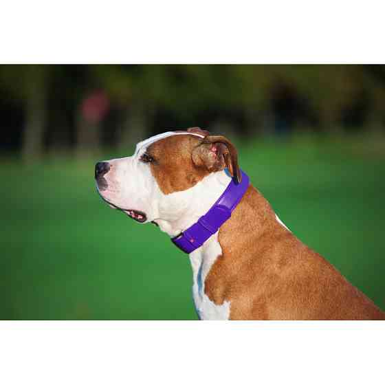 Нашийник для собак шкіряний WAUDOG Glamour з QR паспортом, без прикрас, L, Ш 25 мм, Дов 38-49 с Коломыя