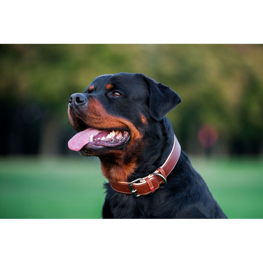 Нашийник для собак шкіряний WAUDOG Soft з QR паспортом, Ш 25 мм, Дов 38-49 см коричневий Коломыя - изображение 5
