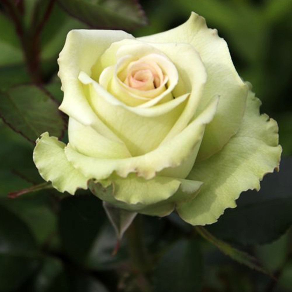 Саженцы чайно-гибридных роз Грин Фэшн (привитый) Черновцы - изображение 1