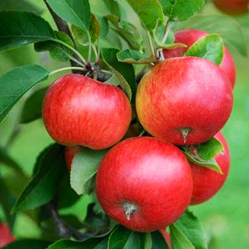 Саджанці яблуні Еліза (привитий) - 1-річний Чернівці - фото 1