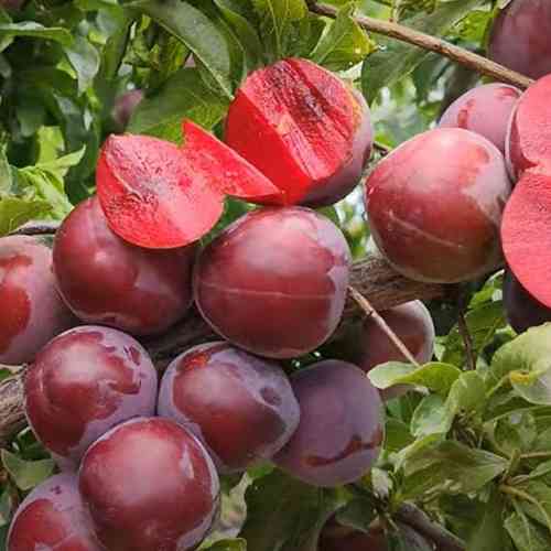 Саженцы диплоидной сливы Санта Роза (привитый) - 2-летний Черновцы