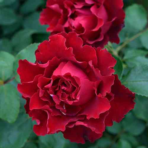 Саджанці троянд Хайнц Вінклер (привитий) - 2-річний Чернівці