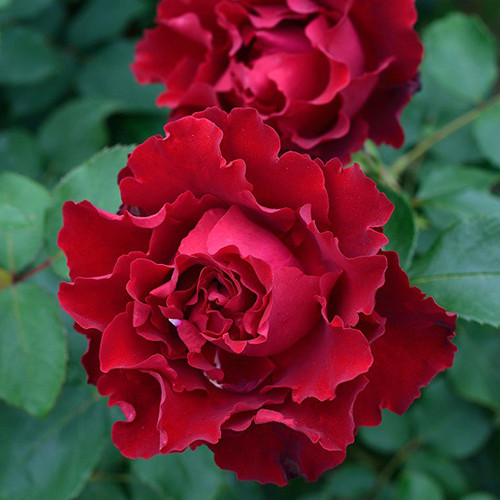 Саджанці троянд Хайнц Вінклер (привитий) - 2-річний Чернівці - фото 1