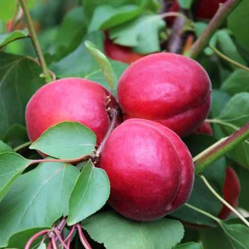 Саженцы абрикоса Дженгат (привитый) - 2-летний Черновцы - изображение 1