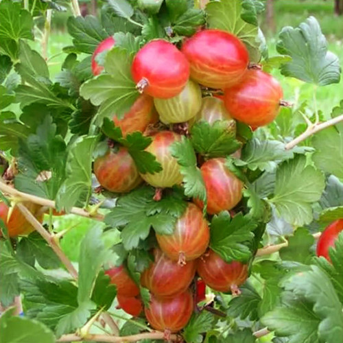 Саджанці агрусу Ксенія (черенкований) - 2-річний Чернівці - фото 1