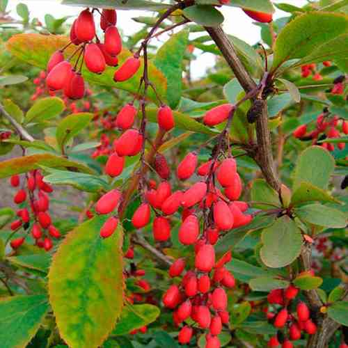 Саджанці барбариса Їстівний Зеленолистий (черенкований) - 2-річний Чернівці