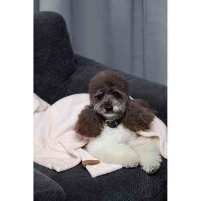 Коврик для животных Pet Fashion Bliss 1 86х67.5 пудра (4823082441396) Винница