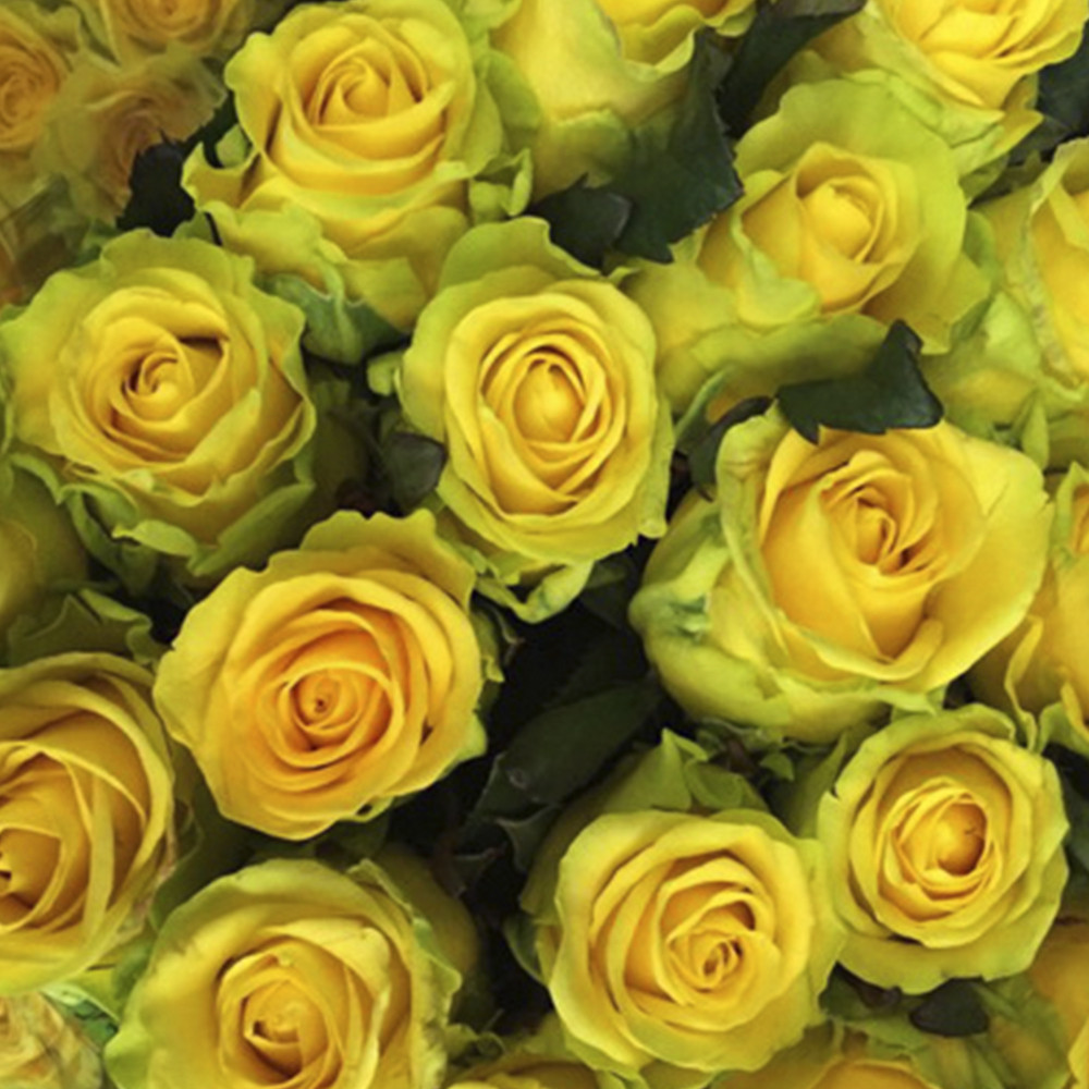 Саженцы чайно-гибридных роз Пенни Лейн (привитый) Черновцы - изображение 1