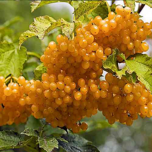 Саджанці калини Жовта (черенкований) - 2-річний Чернівці