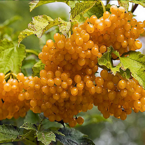 Саджанці калини Жовта (черенкований) - 2-річний Чернівці - фото 1