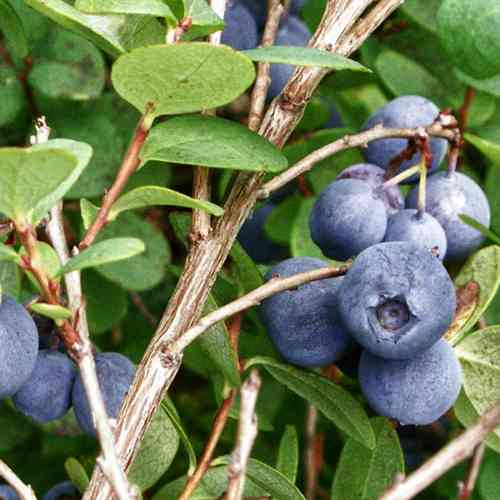 Саженцы голубики Бригитта Синяя (черенкованный) - 4-летний Черновцы