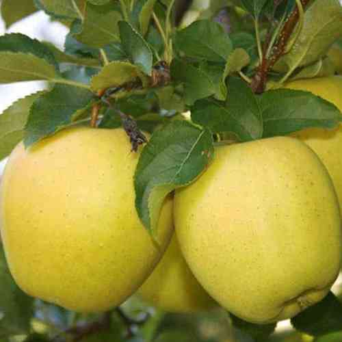 Саженцы яблони Богемия Голд (привитый) - 1-летний Черновцы