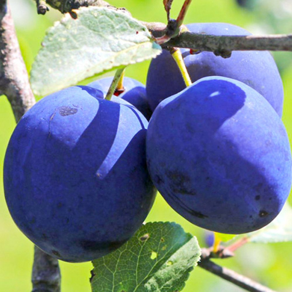 Саженцы сливы Топ Фит (привитый) - 1-летний Черновцы - изображение 1