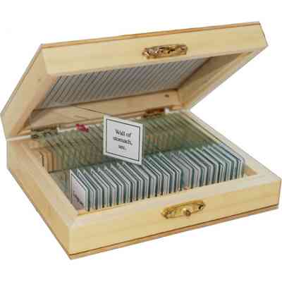 Набір мікропрепаратів Sigeta Анатомія 25 шт (65105) Вінниця