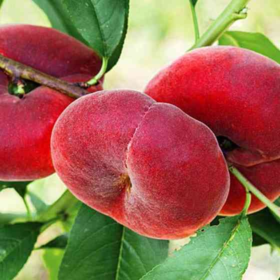 Саженцы персика Сатурн (привитый) - 1-летний Черновцы