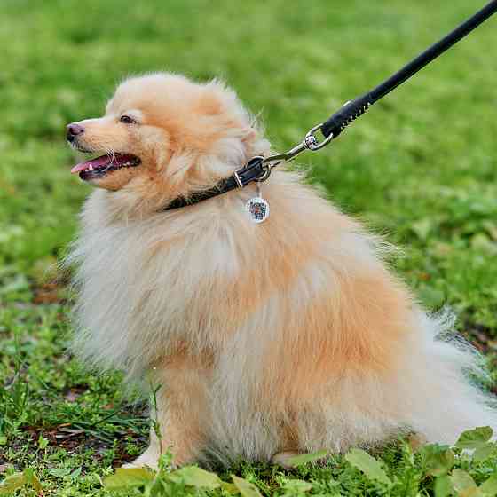 Нашийник для собак шкіряний WAUDOG Soft з QR паспортом, круглий, Д 8 мм, Дов 25-33 см чорний Коломия