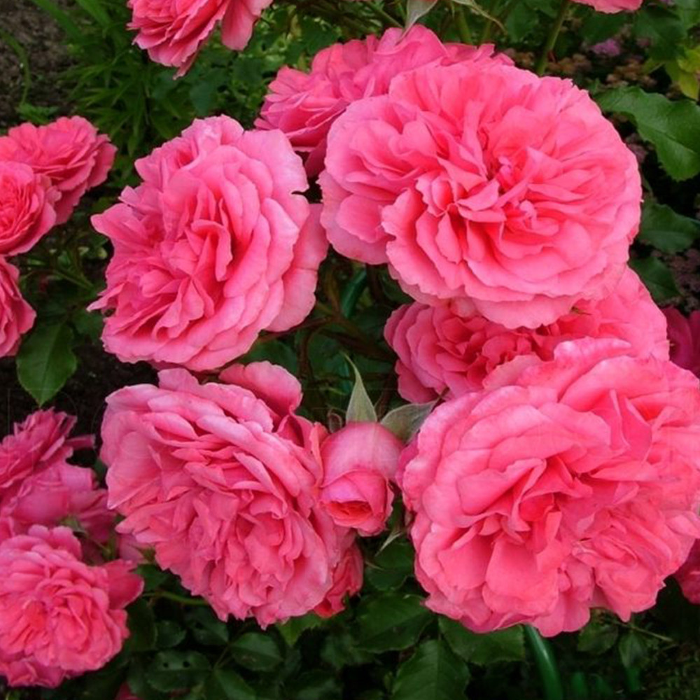 Саджанці троянд на штамбі Розаріум Ютерсен (привитий) Чернівці - фото 2