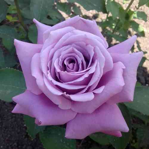 Саджанці троянд Майнцер Фастнахт (привитий) - 2-річний Чернівці