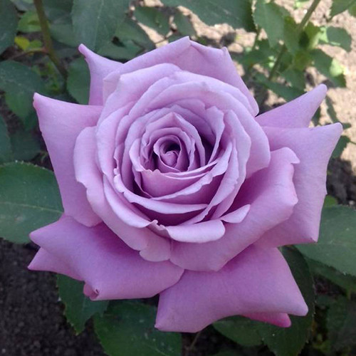 Саджанці троянд Майнцер Фастнахт (привитий) - 2-річний Чернівці - фото 1