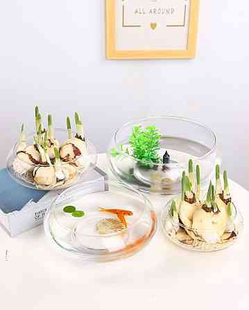 Ємність для флораріуму діаметр 15 см Чаша для флораріуму, мосаріуму, квіткових композицій 200 Одеса