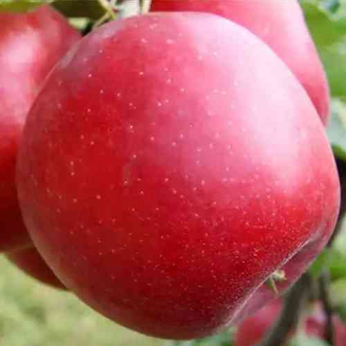 Саджанці яблуні Пріам (привитий) - 1-річний Чернівці