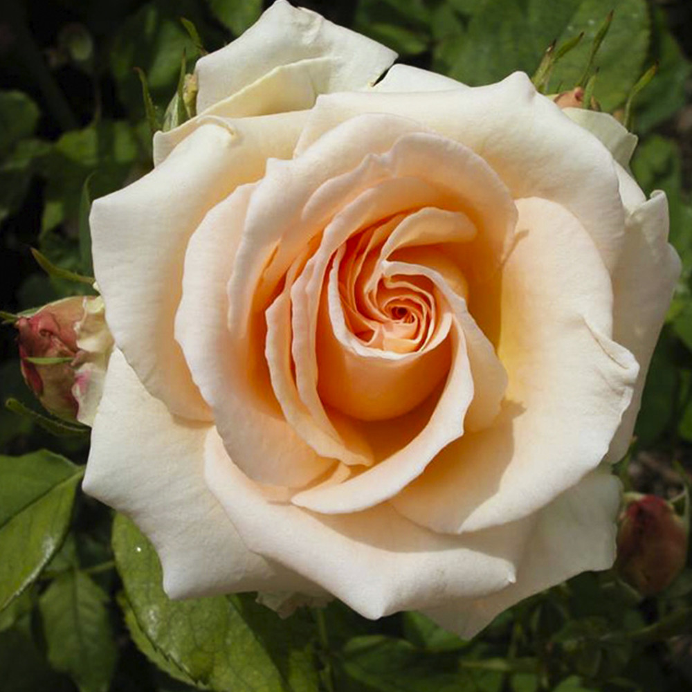 Саженцы чайно-гибридных роз Примадонна (привитый) Черновцы - изображение 2