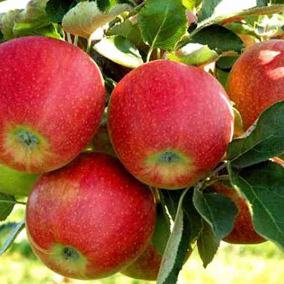 Саджанці яблуні Джонаголд Декоста (привитий) - 1-річний Чернівці