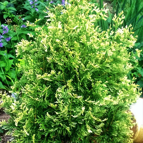 Саджанці туї Спотті Чернівці - фото 1