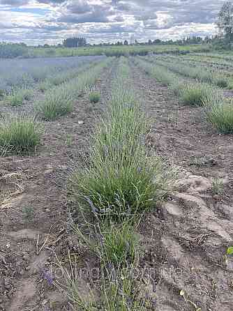 Однорічні саджанці лавандину Гроссо з відкритою кореневою системою Ірпінь