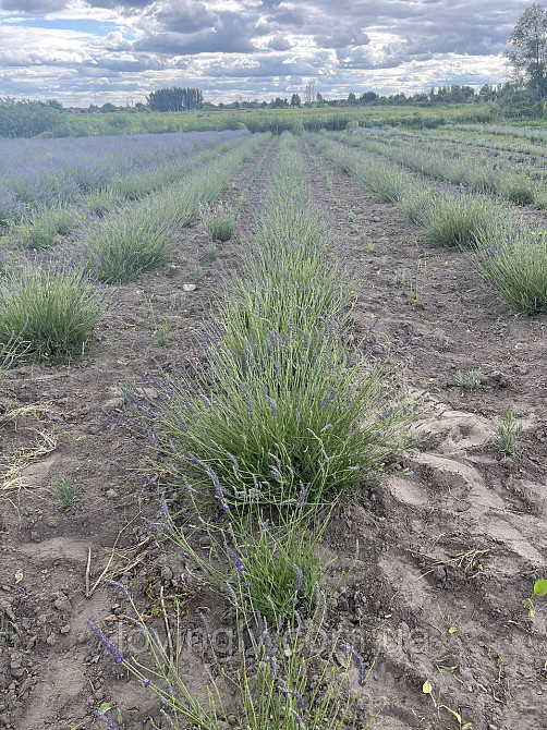 Однорічні саджанці лавандину Гроссо з відкритою кореневою системою Ірпінь - фото 4