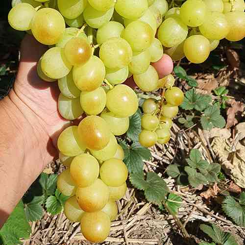 Саженцы винограда Титан (черенкованный) - 2-летний Черновцы