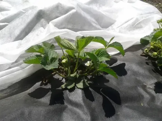 Агроволокно 90 г/м², 1.07×50 м чорне з перфорацією 2 отвори Дніпро