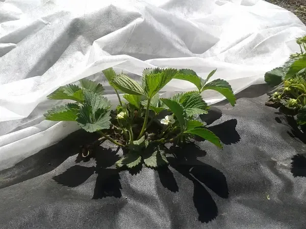 Агроволокно 90 г/м², 1.07×50 м чорне з перфорацією 2 отвори Дніпро - фото 6