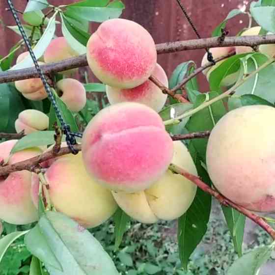 Саджанці персика Хасанський (привитий) - 2-річний Чернівці