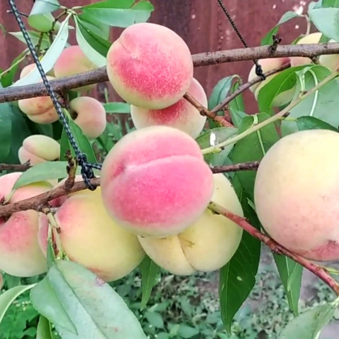 Саджанці персика Хасанський (привитий) - 2-річний Чернівці - фото 1