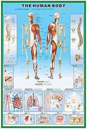 Постер THE HUMAN BODY MAXI 61cм x 91.5cм Ровно