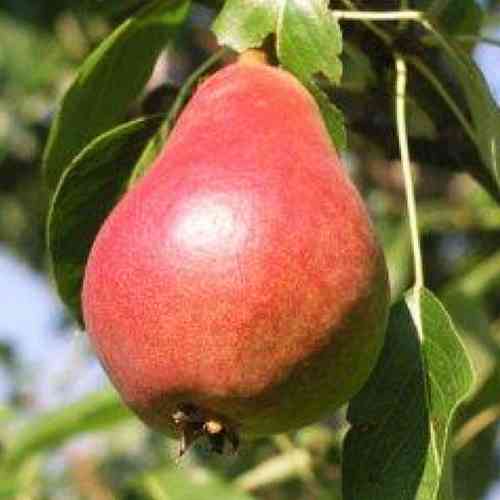 Саджанці груші Мадам Балле (привитий) - 1-річний Чернівці