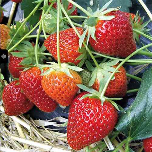 Саджанці полуниці Шарлотта (ремонтантна) - 1-річний Чернівці