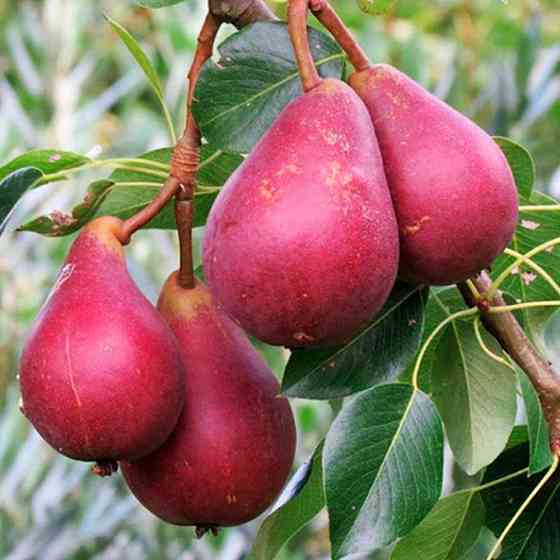 Саджанці груші Старкрімсон (привитий) - 2-річний Чернівці