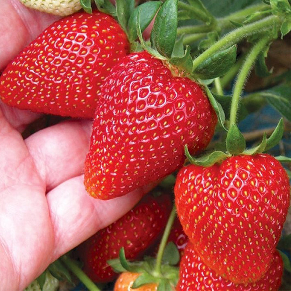 Саженцы клубники Аллегро (10 штук) Черновцы - изображение 1