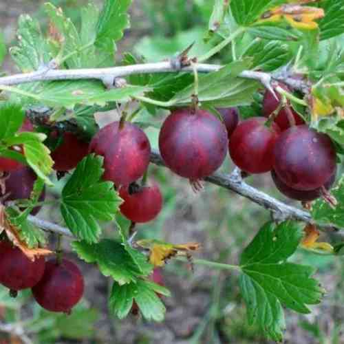 Саджанці агрусу Командор (черенкований) - 1-річний Чернівці