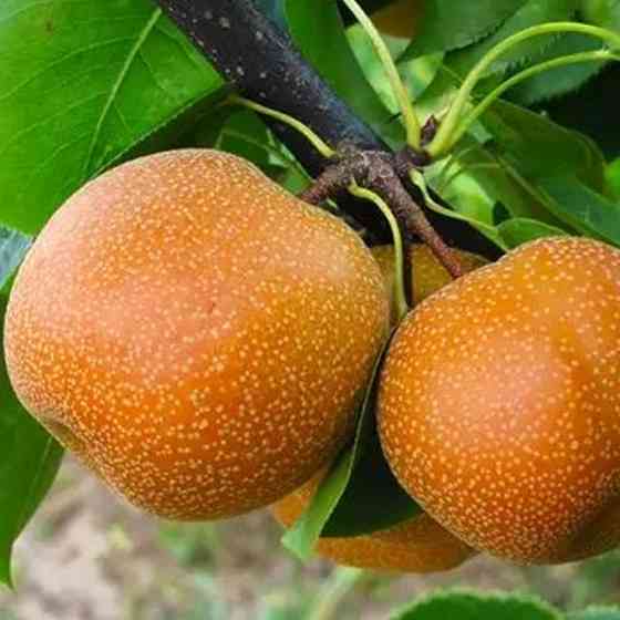 Саженцы груши Пинго Ли (привитый) - 2-летний Черновцы