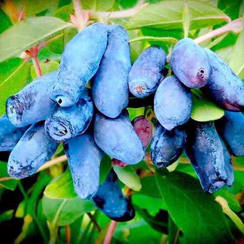 Саженцы жимолости Лазурная (черенкованный) - 2-летний Черновцы