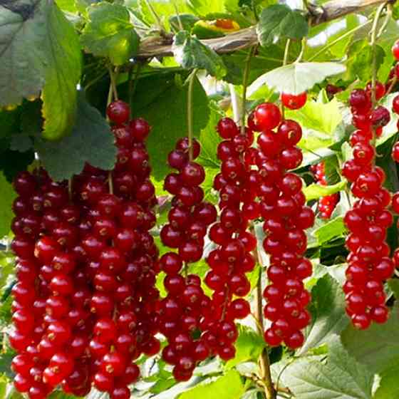 Саженцы смородины Ровада (черенкованный) - 2-летний Черновцы