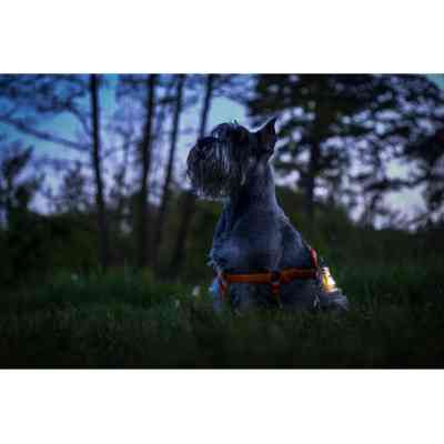 Ліхтар Armytek Zippy Extended Set Green (F06101GR) Вінниця