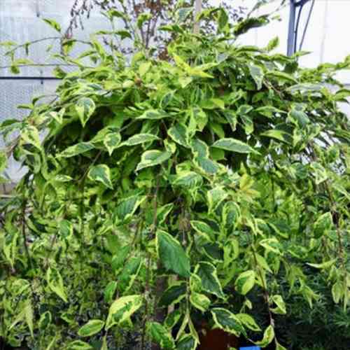 Саженцы сакуры на штамбе Фрили Фок (привитый) - 2-летний Черновцы