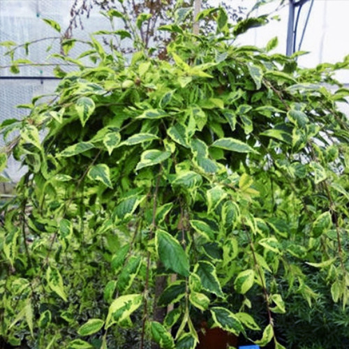 Саджанці сакури на штамбі Фрілі Фок (привитий) - 2-річний Чернівці - фото 1