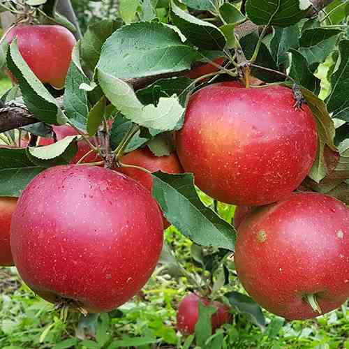 Саженцы яблони Элизабет (привитый) - 2-летний Черновцы