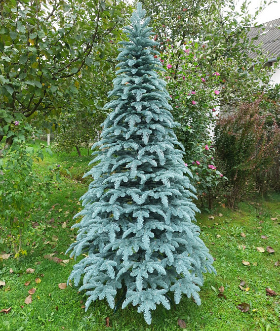 Елка искусственная новогодняя «Литая Канадская» голубая 1.5 / 1.8 / 2.1 / 2.3 / 2.5 м Киев - изображение 1