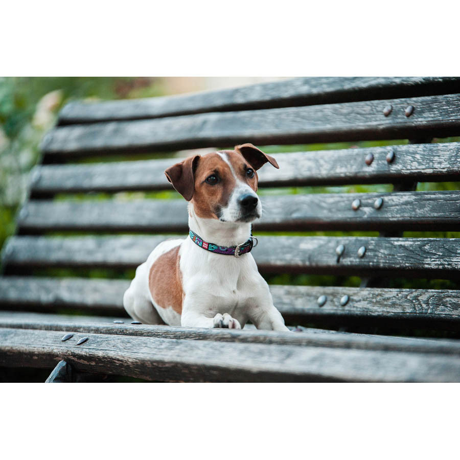 Нашийник для собак шкіряний WAUDOG Design з QR паспортом, малюнок "Літо", Ш 12 мм, Д 20-28 см, чорний Вінниця - фото 6